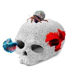 Aquazoo Premium Fish Tank Decorations, Reptile Tank Accessories, Aquarium Decor, Reptile Hide for Bearded Dragon, Geckos, Snake Hide - Avoid Aggressive Behavior (Skull)