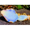 ガジュツ粉末お得セット (屋久島産 紫ウコン100g×2袋)
