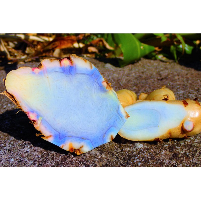 ガジュツ粉末お得セット (屋久島産 紫ウコン100g×2袋)