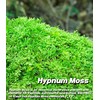 Fresh Live Moss Variety Pack - Ideal for DIY Terrariums,