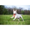 COLLAR Liker Motivational/Interactive Toy for Pets Dogs with a Ribbon
