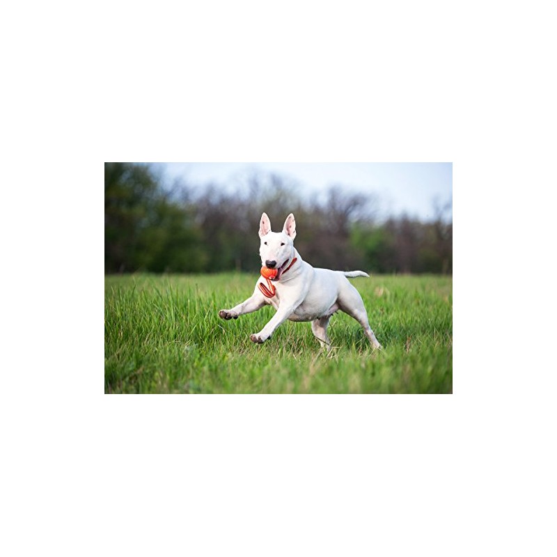 COLLAR Liker Motivational/Interactive Toy for Pets Dogs with a Ribbon