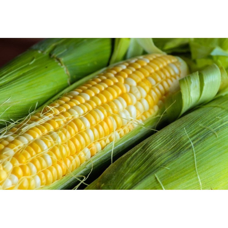 30 Peaches and Cream Hybrid Sweet Corn Seeds Heirloom Non