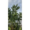 Giant Milkweed Seeds 10 Calotropis Gigantea Seeds/ Giant Purple Mlkweed
