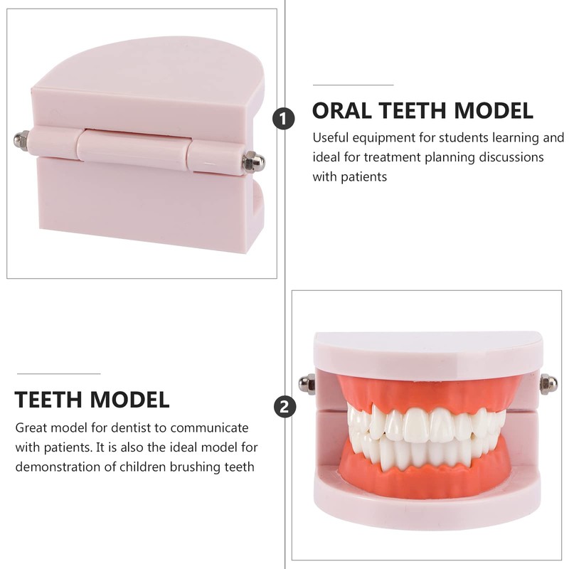 Rosenice Tooth Model Dental Model, Standard Dental Teaching, Study Typodont