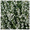 Everwilde Farms - 1 Oz Summer Savory Herb Seeds -