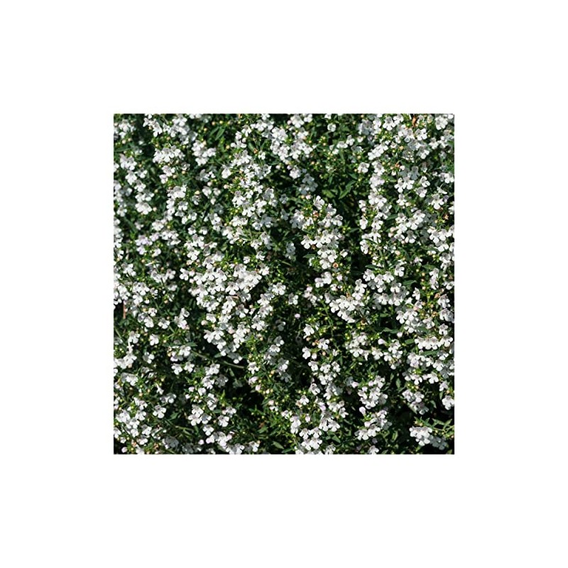 Everwilde Farms - 1 Oz Summer Savory Herb Seeds -