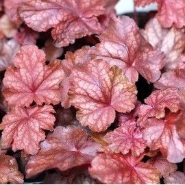 (1 Gallon Plant), Heuchera 'Amber Lady' Coral Bells, Evergreen, Soft, Velvety Amber Leaves with Silver Marbling Overlay and Rose Pink Undersides, White Flowers Highlight The Gorgeous Leaf Color.