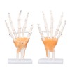 Hand Skeleton Model Life Size PVC On Base with Joints