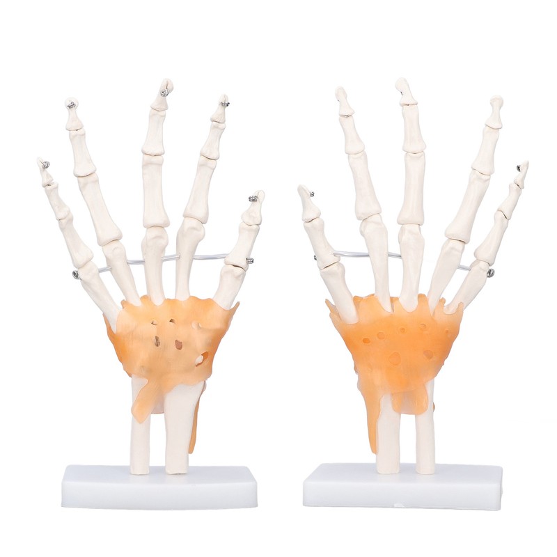 Hand Skeleton Model Life Size PVC On Base with Joints