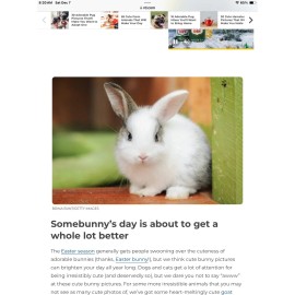 T & L Rabbitry Crushed Organic Rabbit Manure Poop Fertilizer. Whole pellets no straw.  2 pound