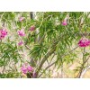 Desert Willow seeds (Chilopsis linearis) -20 seeds-