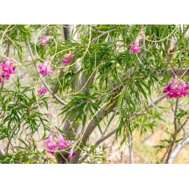 Desert Willow seeds (Chilopsis linearis) -20 seeds-