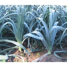 250 Giant Musselburgh Leek Seeds for Planting Heirloom Onion. Non GMO 0.8 Grams Garden Vegetable Bulk Survival