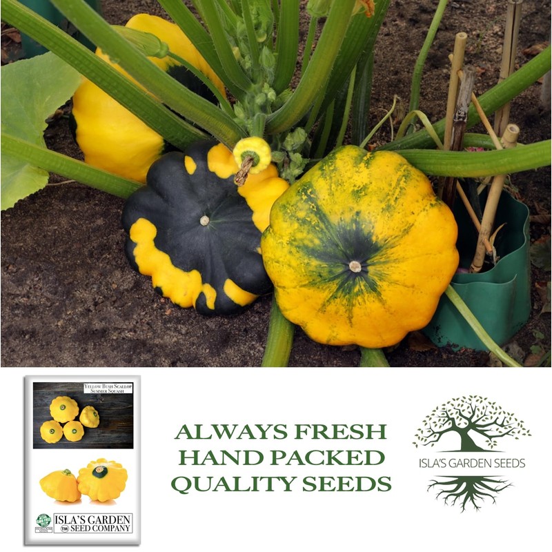 Yellow Bush Scallop Summer Squash Seeds (Pattypan, Cucurbita pepo var.
