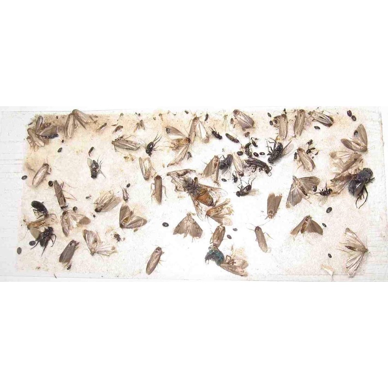 TredNot 10 Pk Camel Cricket/Roach/Scorpion Sticky Traps