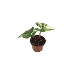 California Tropicals Syngonium Podophyllum Albo-Variegatum- 3'' Live Plant Collection for Easy Indoor/Outdoor Planting - Perfect for Home/Office Air Purification & Low Light Gardens - Real Houseplants