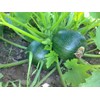 Seeds Squash Zucchini Botsman Black Vegetable Ukraine