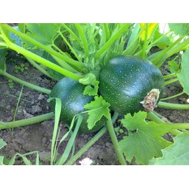 Seeds Squash Zucchini Botsman Black Vegetable Ukraine