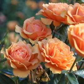 Heirloom Roses Rose Plant - Sunbelt® South Africa® Yellow Rose Bush, Grandiflora Live Plant for Planting Outdoors