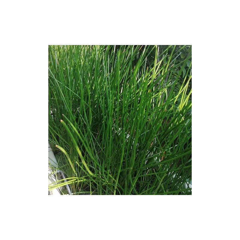 Water Chestnut 5pcs Sprouted Water Chestnut Bulbs Eleocharis Dulcis Ready