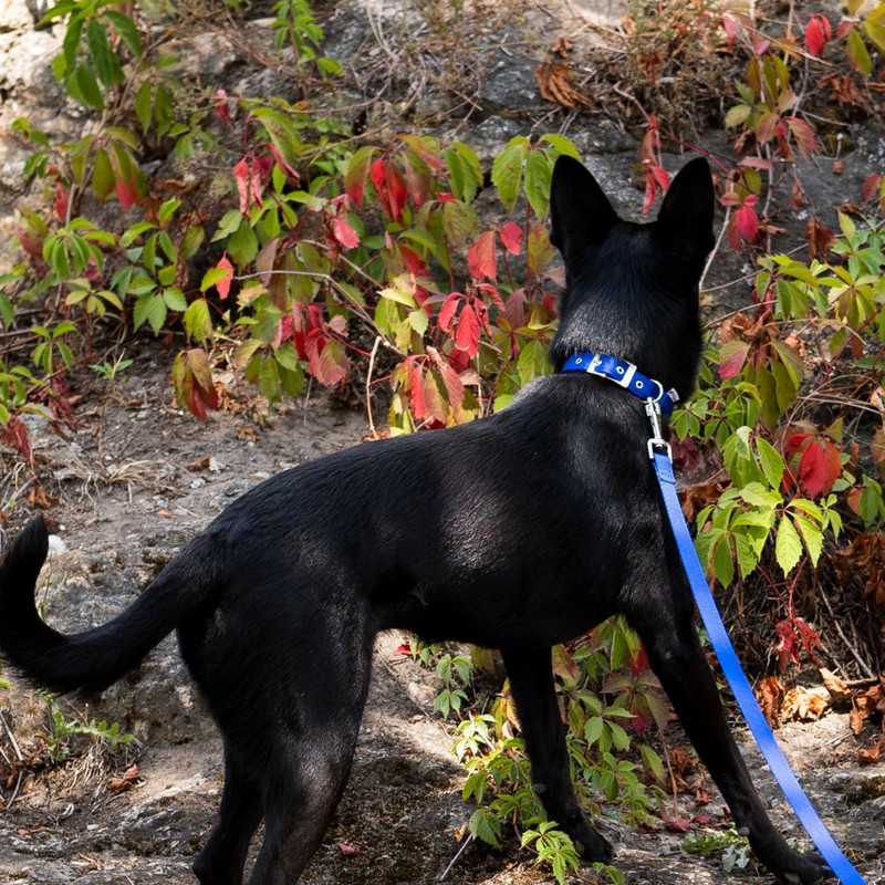 Ferplast Daytona Nylon Neck Strap, Black