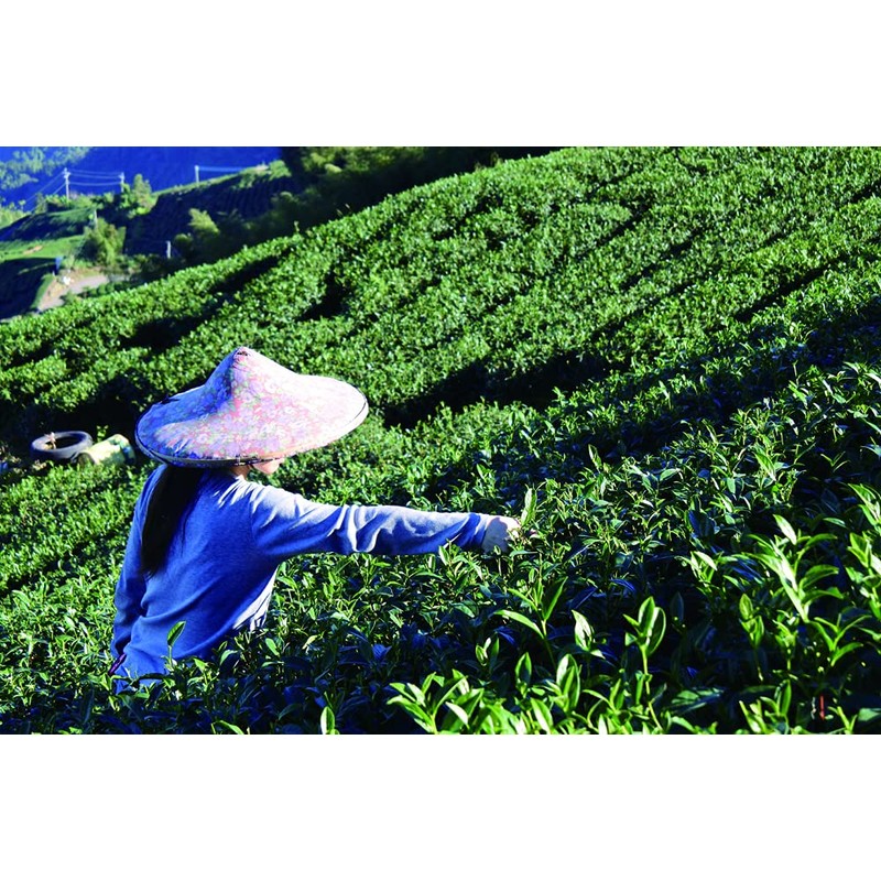 Tokyo Tea Trading Puer Tea 20p x 4 Tea Bags