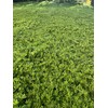 Myoporum Parvifolium Creeping Boobialla Plant, 5-6 inch Cuttings (100)