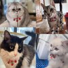 Hjvvr Cat Collar With Bell,Breakaway Pet Collar,Red Theme Strawberry Collar
