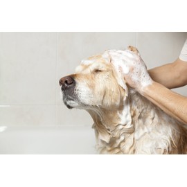 Greenbone 10501 Petspa Tea Tree & Shea Butter All Natural Pet Shampoo, 16.9 Oz