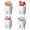 YOFIT Modern Style Teeth Pots Ceramic Flower Pot, White Succulent