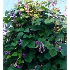 Fresh 20+  Asian Hyacinth Bean Seed Fresh Organic Seeds New prepared for 2025