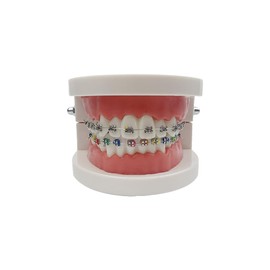 Dental Orthodontic Model, YOUYA DENTAL Demonstration Orthodontic Model Teeth Teach Study Tools with 1/2Metal and 1/2Metal self-Locking Bracket(Red)
