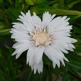Outsidepride 50 Seeds Perennial White Star Stokesia Flower Seeds for Planting