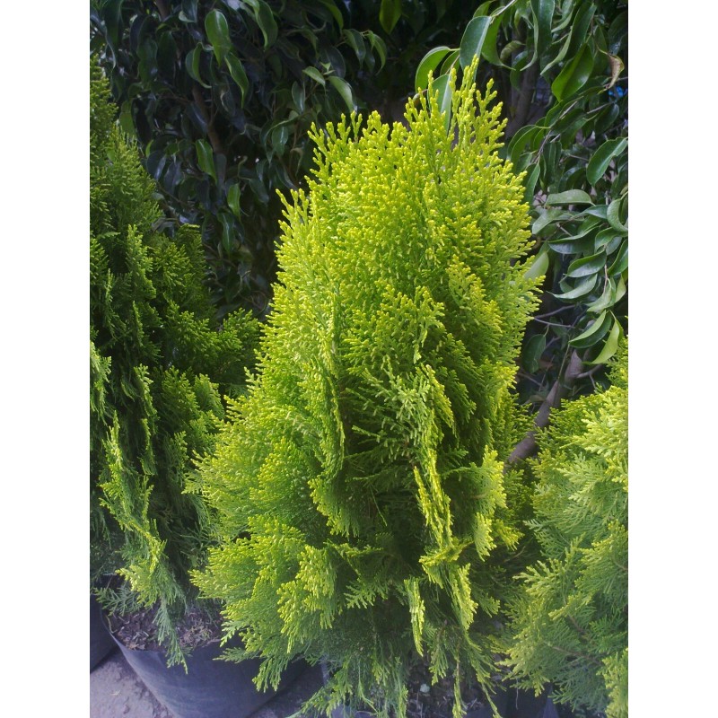 Fresh Oriental Arborviate (Platycladus orientalis), 30 seeds