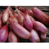 Seeds Red Shallot Onion Heirloom Vegetable for Planting Non GMO