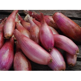 Seeds Red Shallot Onion Heirloom Vegetable for Planting Non GMO