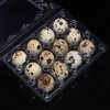 60 Pcs Quail Egg Cartons, Square Dozen Egg Boxes, Classical