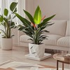 Square Plant Saucer 12 Inch 1 Pack，Plant Trays for Pots,