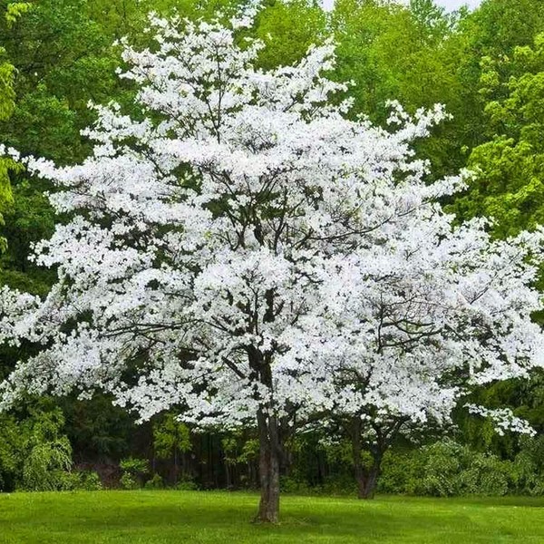 Cherokee Princess White Dogwood Tree, Flowering Ornamental Shade Tree (1