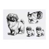 Azeeda 4 x 'Pekingese stehend' Temporäre Tattoos - Wasserfest, Hautfreundlich