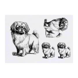Azeeda 4 x 'Pekingese stehend' Temporäre Tattoos - Wasserfest, Hautfreundlich & Ungiftig · Transfers in Verschiedenen Größen (TO00084888)