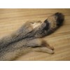 Tanned Grey Fox Hide # 2 Quality Fur