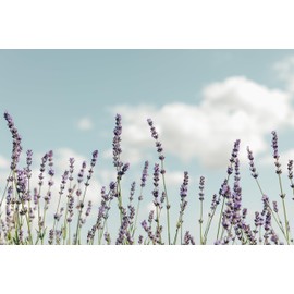 Sleep Duo - Award Winning Natural and Organic Nourishing Night Treatment Face Oil 50ml + Lavender Nourishing Night Treatment 15ml by AD SKIN SYNERGY