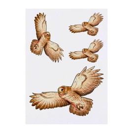 Azeeda 4 x 'Fliegender Waldkauz' Temporäre Tattoos - Wasserfest, Hautfreundlich & Ungiftig · Transfers in Verschiedenen Größen (TO00046393)