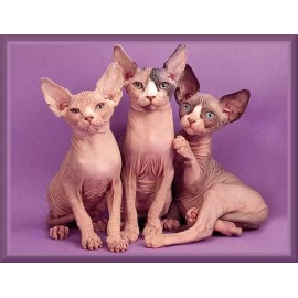 Sphynx Cat Group, Purebred Cat Pose Toolbox/Man Cave/Refrigera
