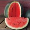 Watermelon Sugar Baby Great Heirloom Vegetable BULK Wholesale 5 Lb