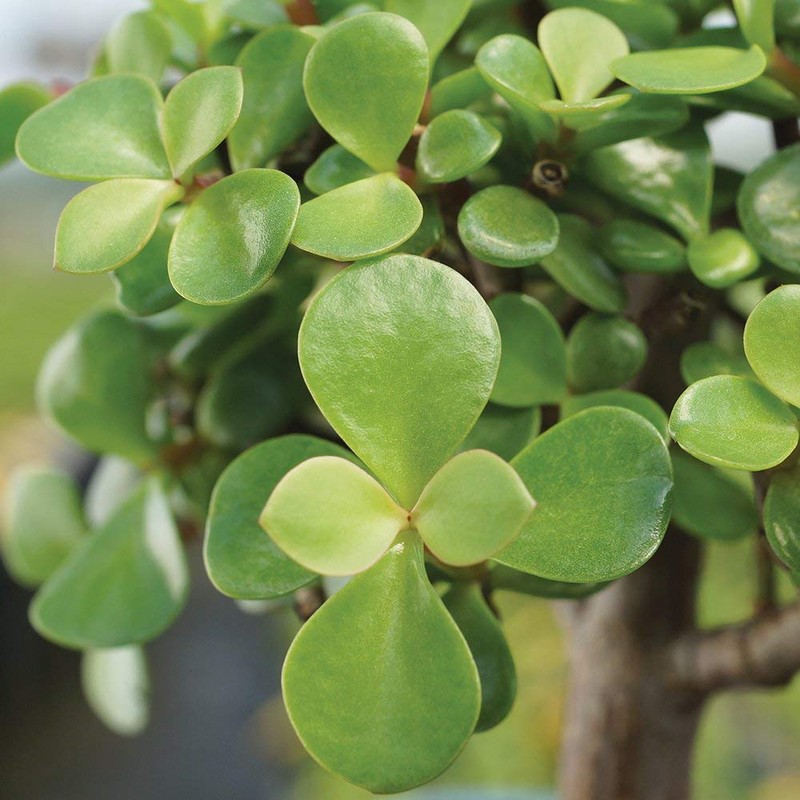 Brussel's Bonsai - Live Dwarf Jade Bonsai Tree in a