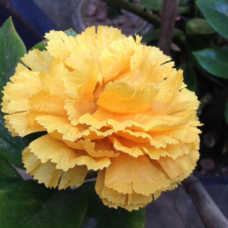 Outsidepride Yellow Carnation Seeds - 1000 Pcs Biennial, Easy to