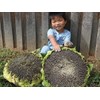 50+ Giant Mongolian Sunflower Seeds --- NON GMO -- HEIRLOOM